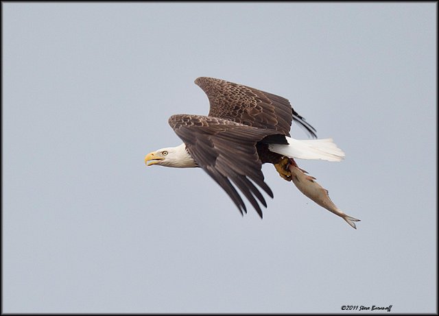 _1SB7845 american bald eagle.jpg